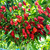 Sazenice Naga Morich