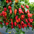 Sazenice Naga Morich