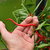 Sazenice Trinidad Scorpion Butch Taylor