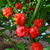 Sazenice Trinidad Scorpion Moruga