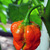 Trinidad Scorpion Moruga