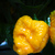 Trinidad Scorpion Moruga Yellow