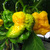 Trinidad Scorpion Moruga Yellow