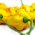 Trinidad Scorpion Moruga Yellow