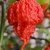 Carolina Reaper HP22B