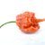 Carolina Reaper HP22B