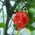 Carolina Reaper HP22B