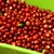 Cherry Podvodnice