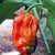 Dorset Naga