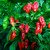 Naga Morich