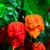 Sazenice Carolina Reaper Original