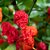 Sazenice Carolina Reaper Original