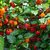 Sazenice Carolina Reaper Original