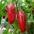 Sazenice Jalapeno Chichimeca