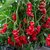 Sazenice Red Peter Penis Pepper