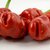 Sazenice Red Peter Penis Pepper