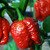 Trinidad Scorpion Moruga