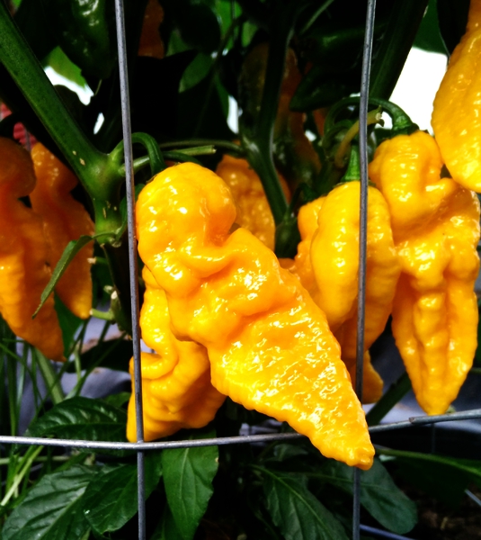 Bhut Jolokia Yellow | semena chilli 10ks, nejpálivější