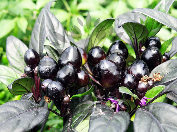 Black Pearl | semena chilli 10 ks