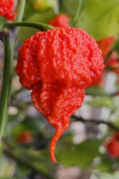 Carolina Reaper | semena chilli 10ks, nejpálivějsí na světě
