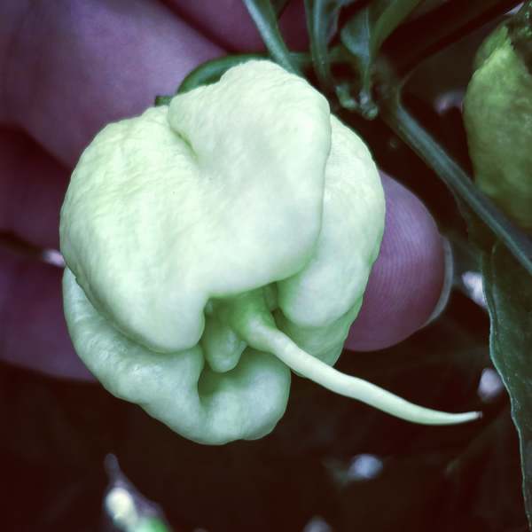 Carolina Reaper White | semena chilli 10ks, extrémně pálivé