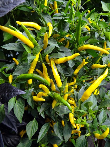 Cayenne Yellow | semena chilli 10ks, jemně pálivé