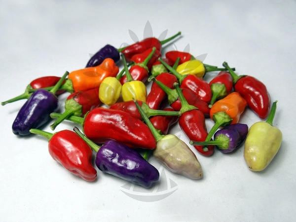 Chinese Multi-Color | semena chilli 10ks, jemně pálivé