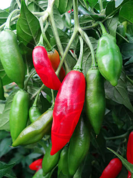 Habanero Paper Lantern | semínka chilli 10 ks