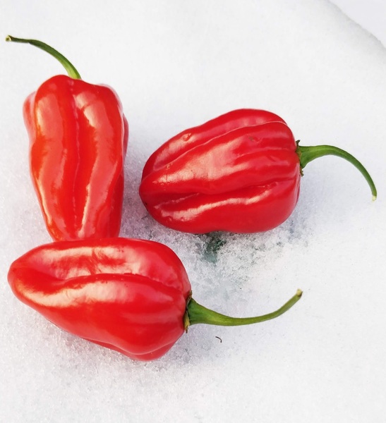 Habanero Red | semena chilli 10ks, střředně pálivá, 300tis SHU
