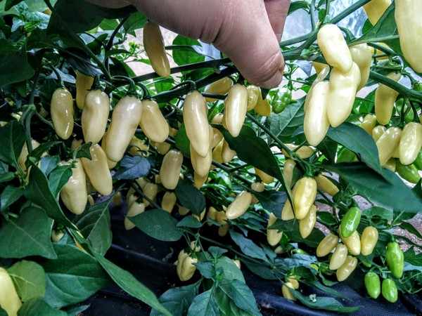 Semena chilli Habanero White Long