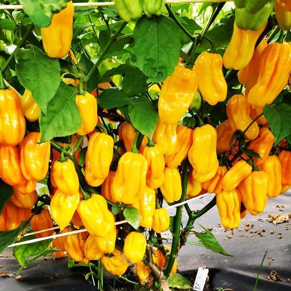 Habanero Yellow | semena chilli 10ks, velmi pálivá, bestseller
