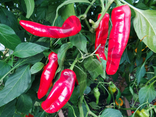 Hungarian Hot Wax | semena chilli 10ks, silně pálivé