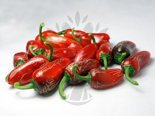 Jalapenos balíček odrůd | semena chilli 40ks