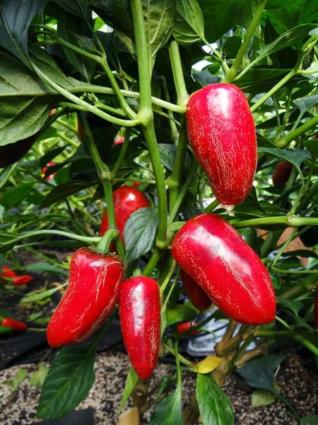 Jalapeno Jalastar| semena chilli 10ks, jemně pálivé