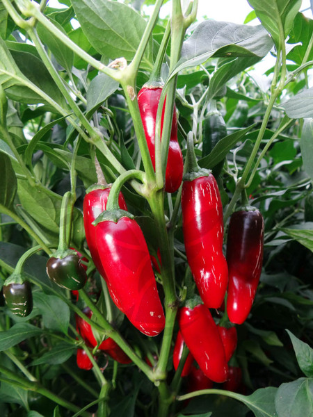 Jalapeno Telica | semena chilli 10ks, jemně pálivé