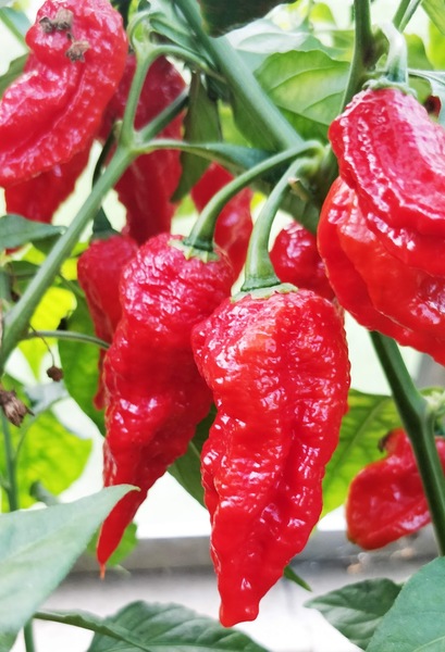 Naga Morich | semena chilli 10ks, nejpálivější