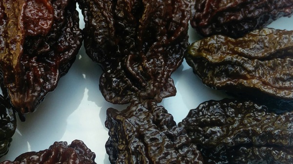 Nagabrain Chocolate | semena chilli 10 ks, extrémně pálivé