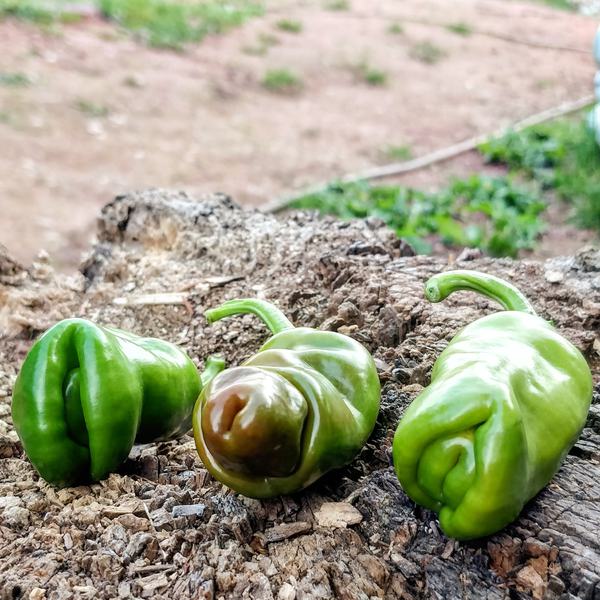 Red Peter Penis Pepper | semena chilli 10ks, mírně pálivá, bestseller