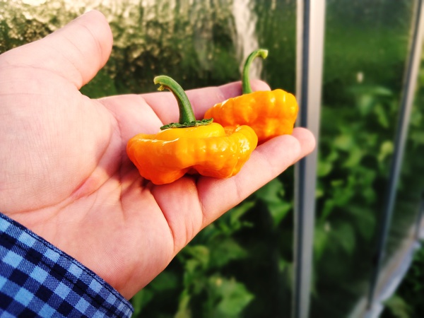 Squash Jamaican Yellow | semena chilli 10ks, středně pálivé