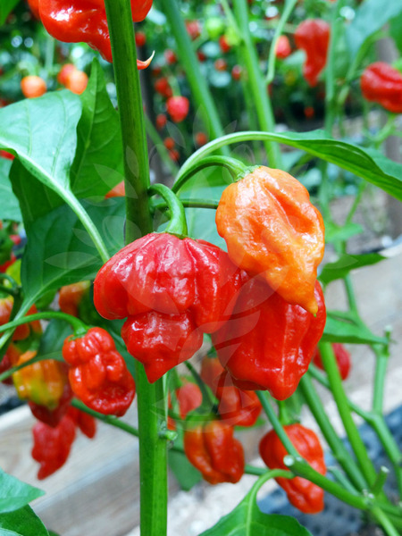 Trinidad Scorpion Butch Taylor | semena chilli 10ks, nejpálivější