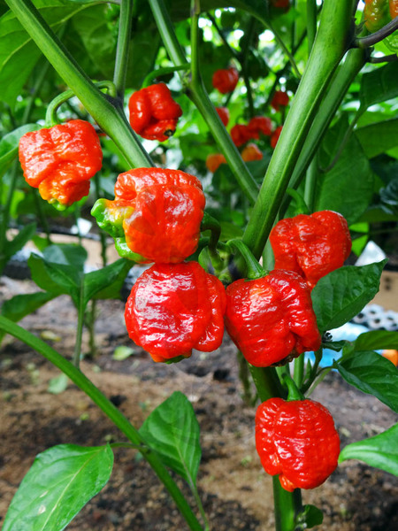 Trinidad Scorpion Moruga | semena chilli 10ks, nejpálivější