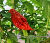 Čerstvá chilli paprička Brown Bhutlah 1 ks, pálivost až 2 00O 000 SHU