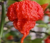 Čerstvá chilli paprička Carolina Reaper 1 ks, pálivost až 3 006 330 SHU