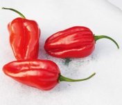 Habanero Red