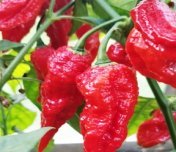 Naga Morich