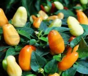 Thanksgiving Chilli