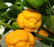 Trinidad Scorpion Moruga Yellow