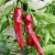 Cayenne Red