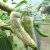 Jalapeno Farmers