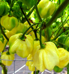 7 Pot White